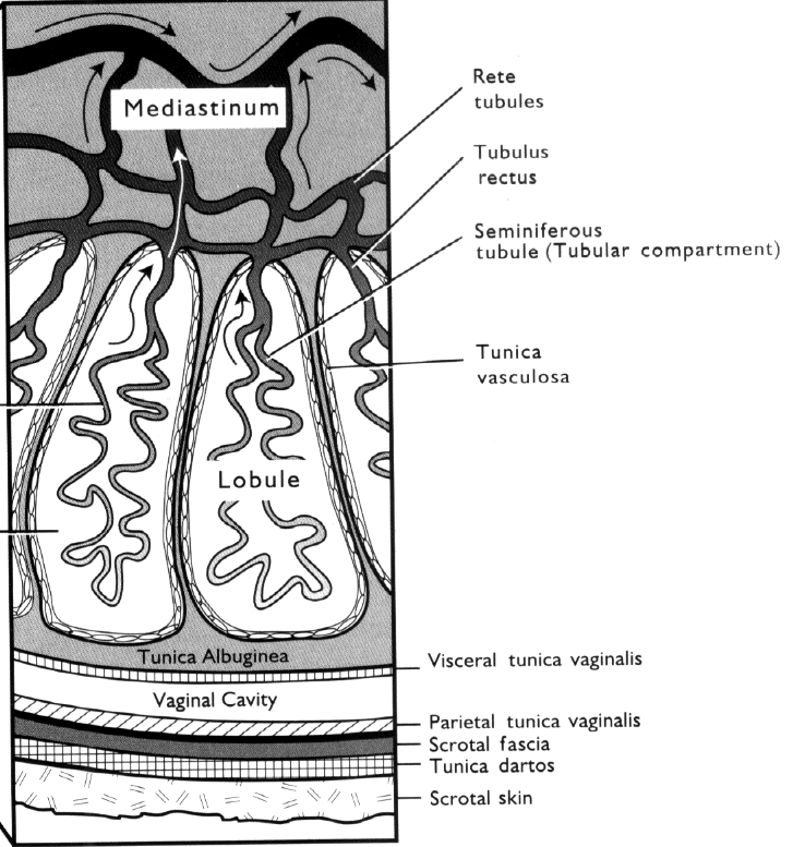 New Page 2 [therio.vetmed.lsu.edu]